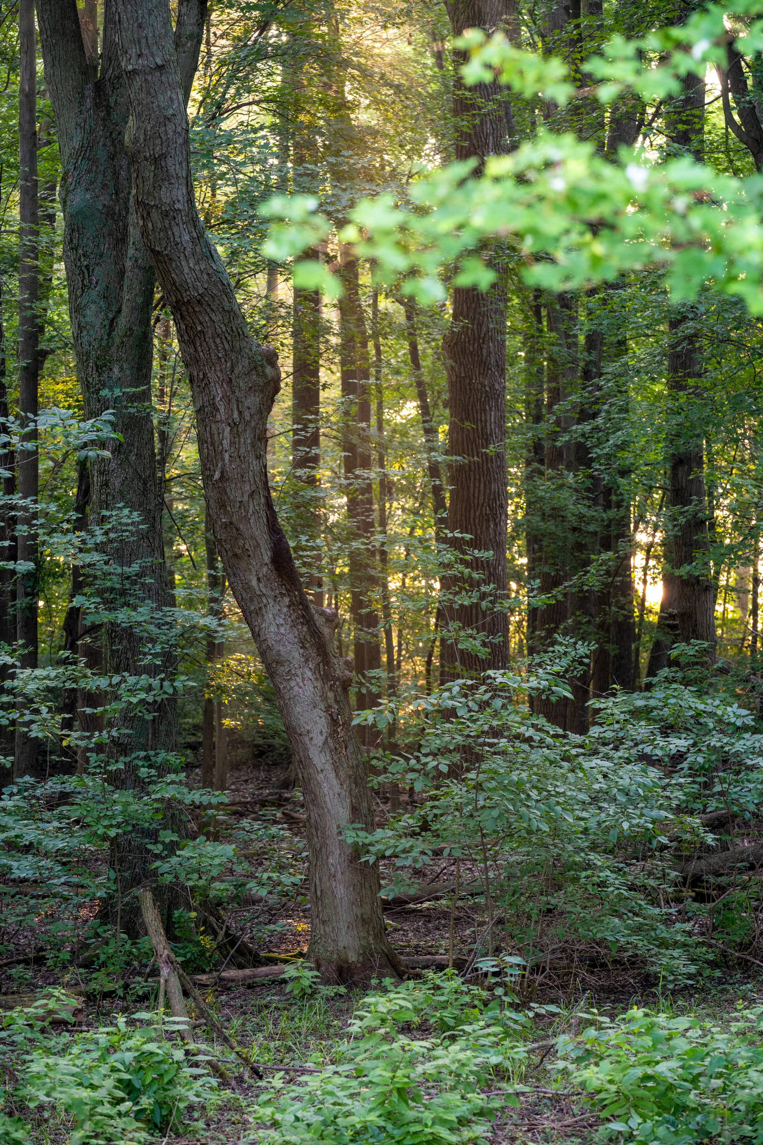 CreativeWoodedSummerLight1.jpg