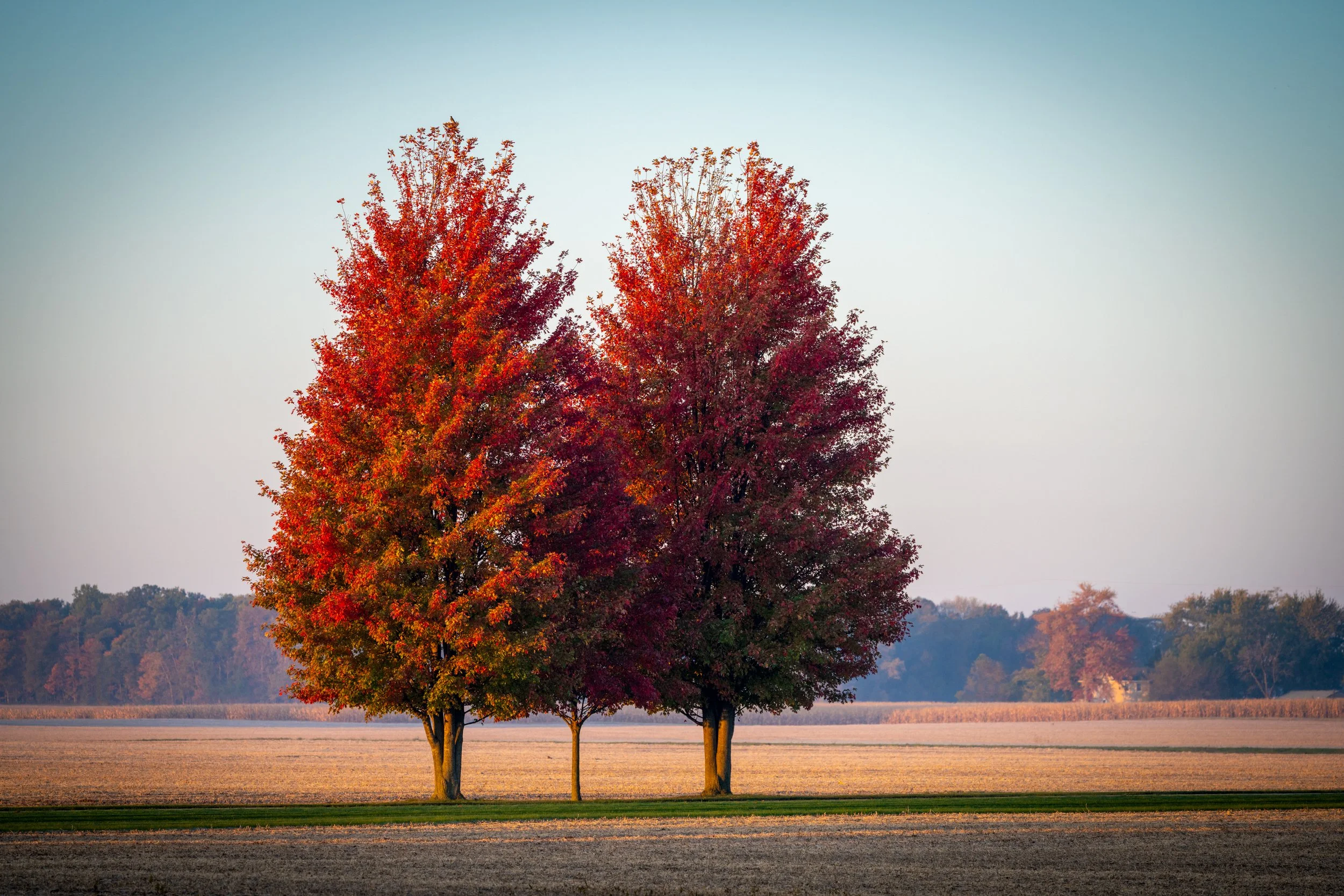 Fall-Maples-Entry.jpg