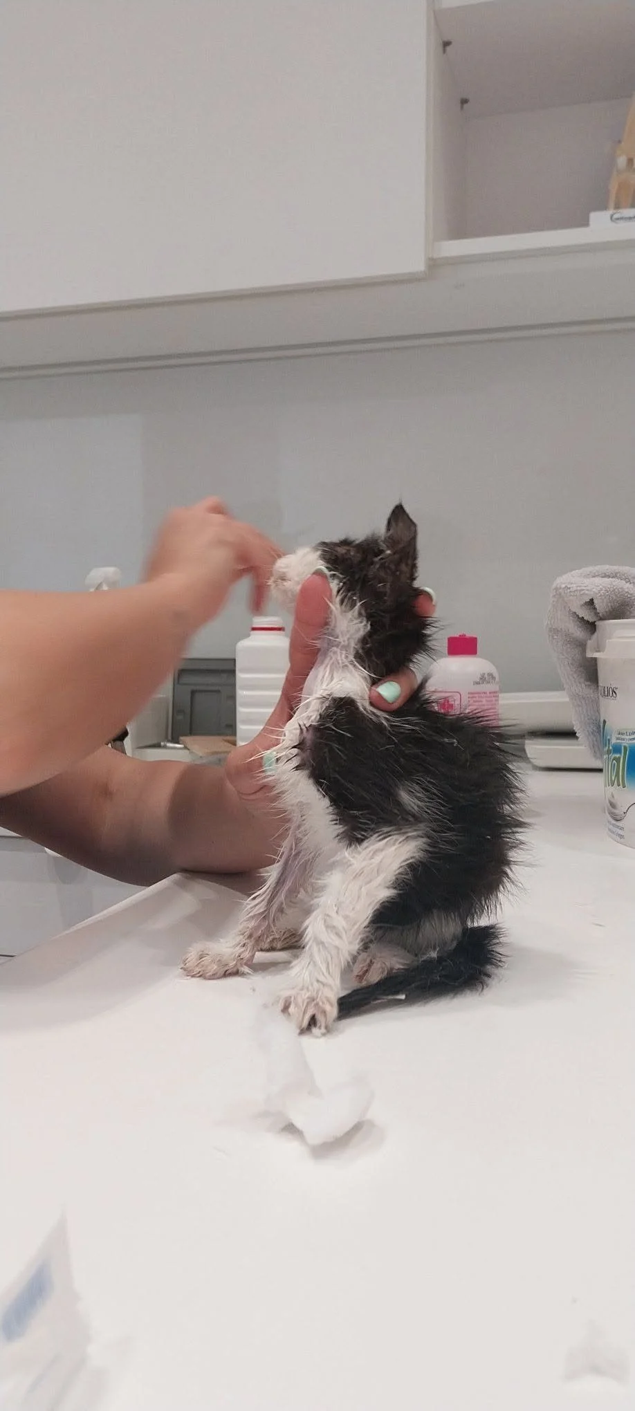 Amore during her first veterinary treatment