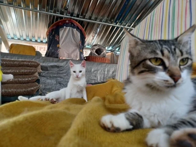 A rescued cat from Corfu looking for a home
