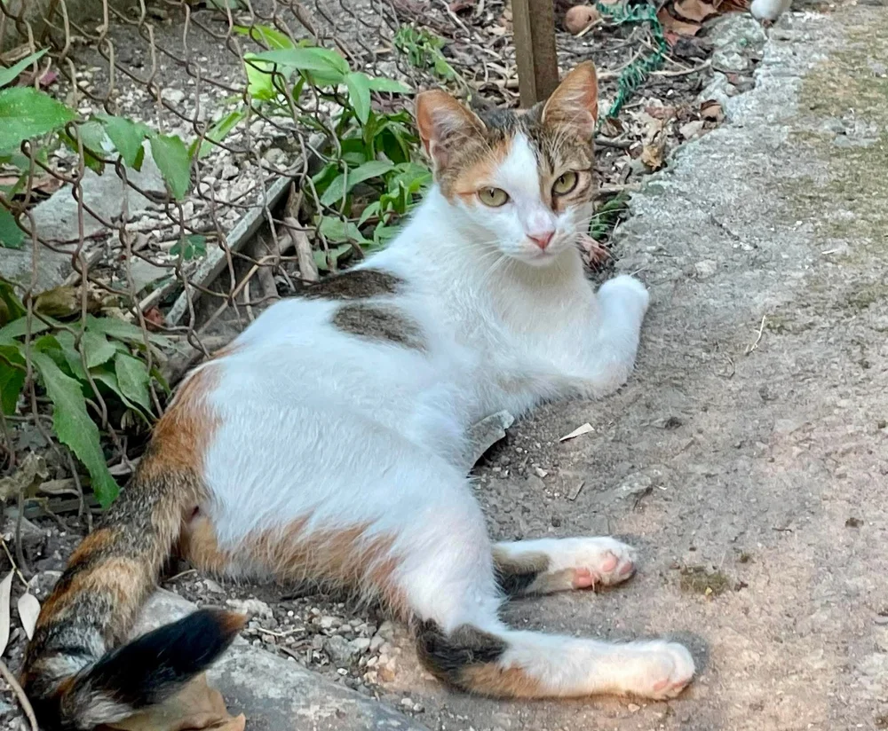 Jan, an elegant young lady