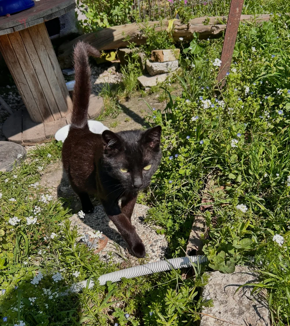 Shadow