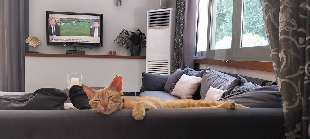 Cats in the establishments