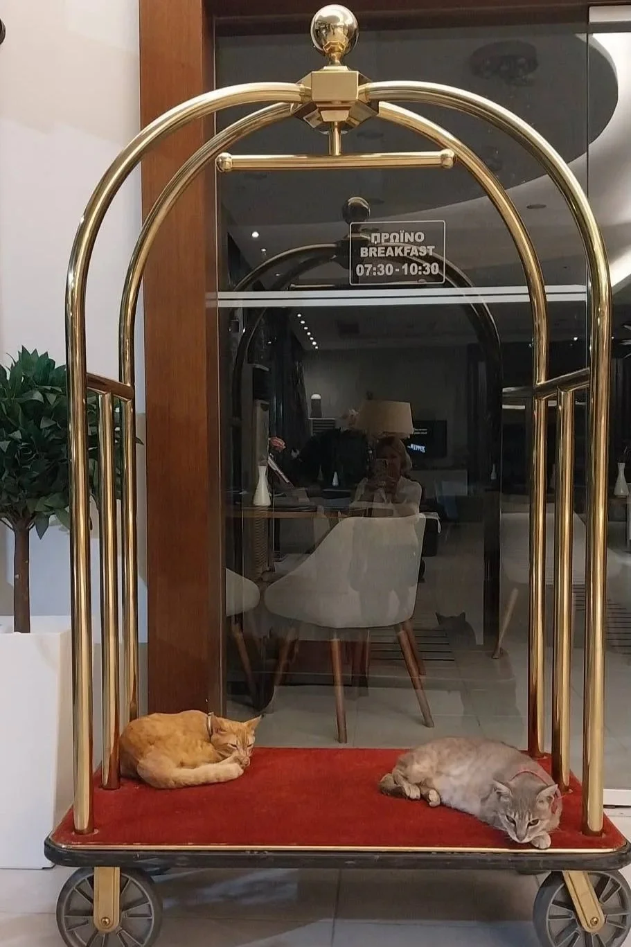 Hotel Arion resident cat