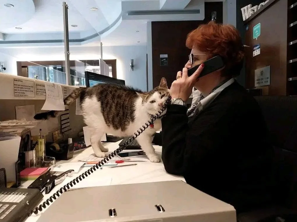 Resident cat at Hotel Arion