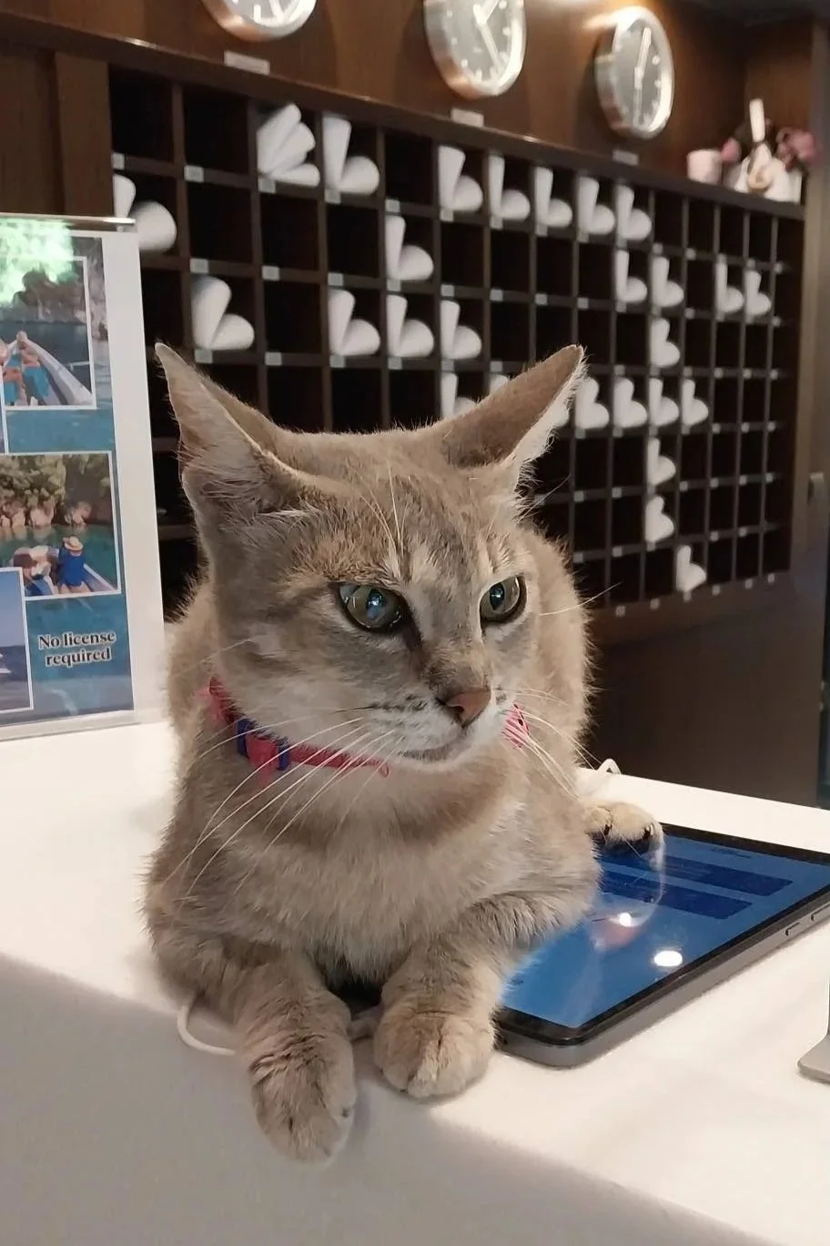 Guests with a resident cat at Hotel Arion