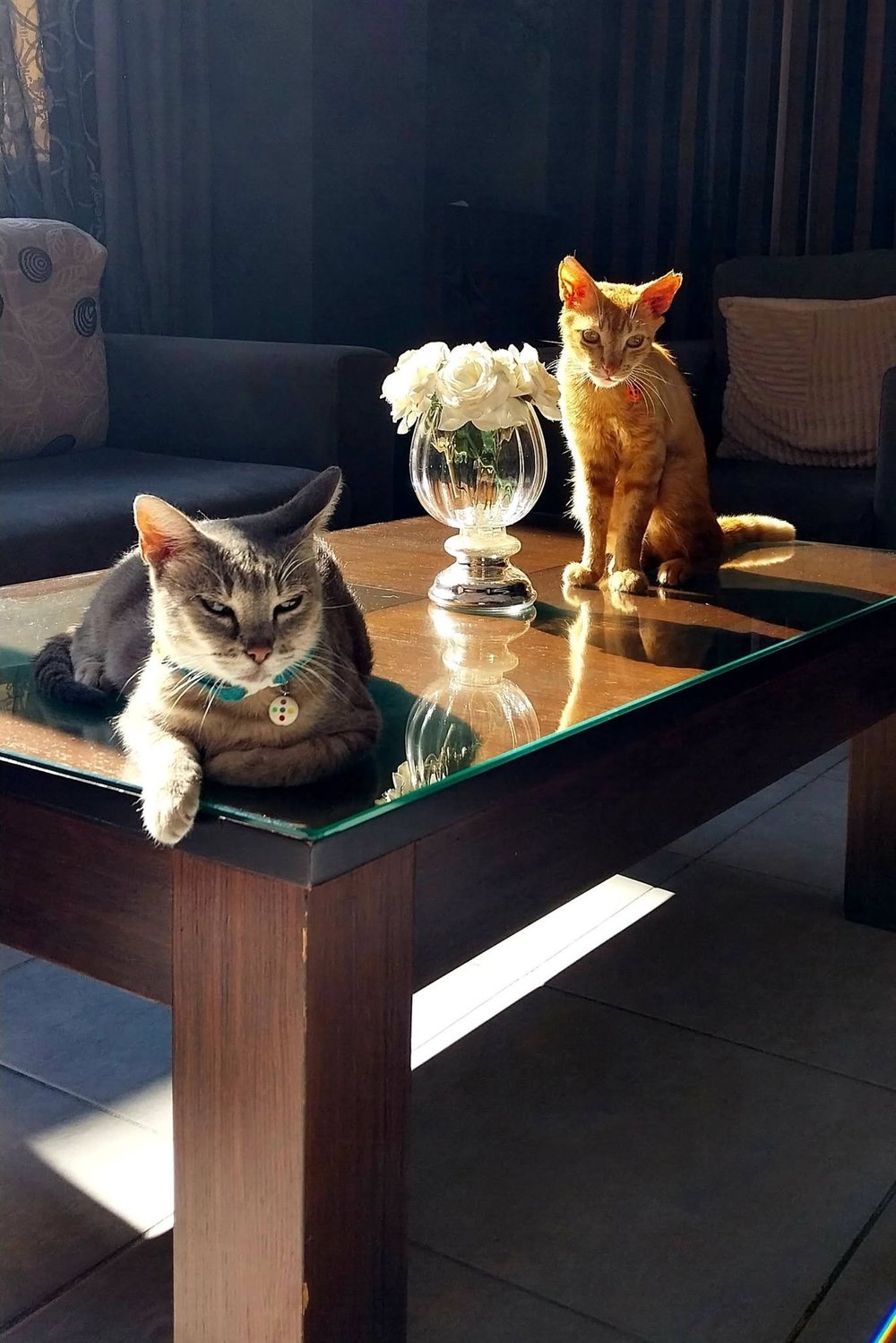 Resident cat at Hotel Arion
