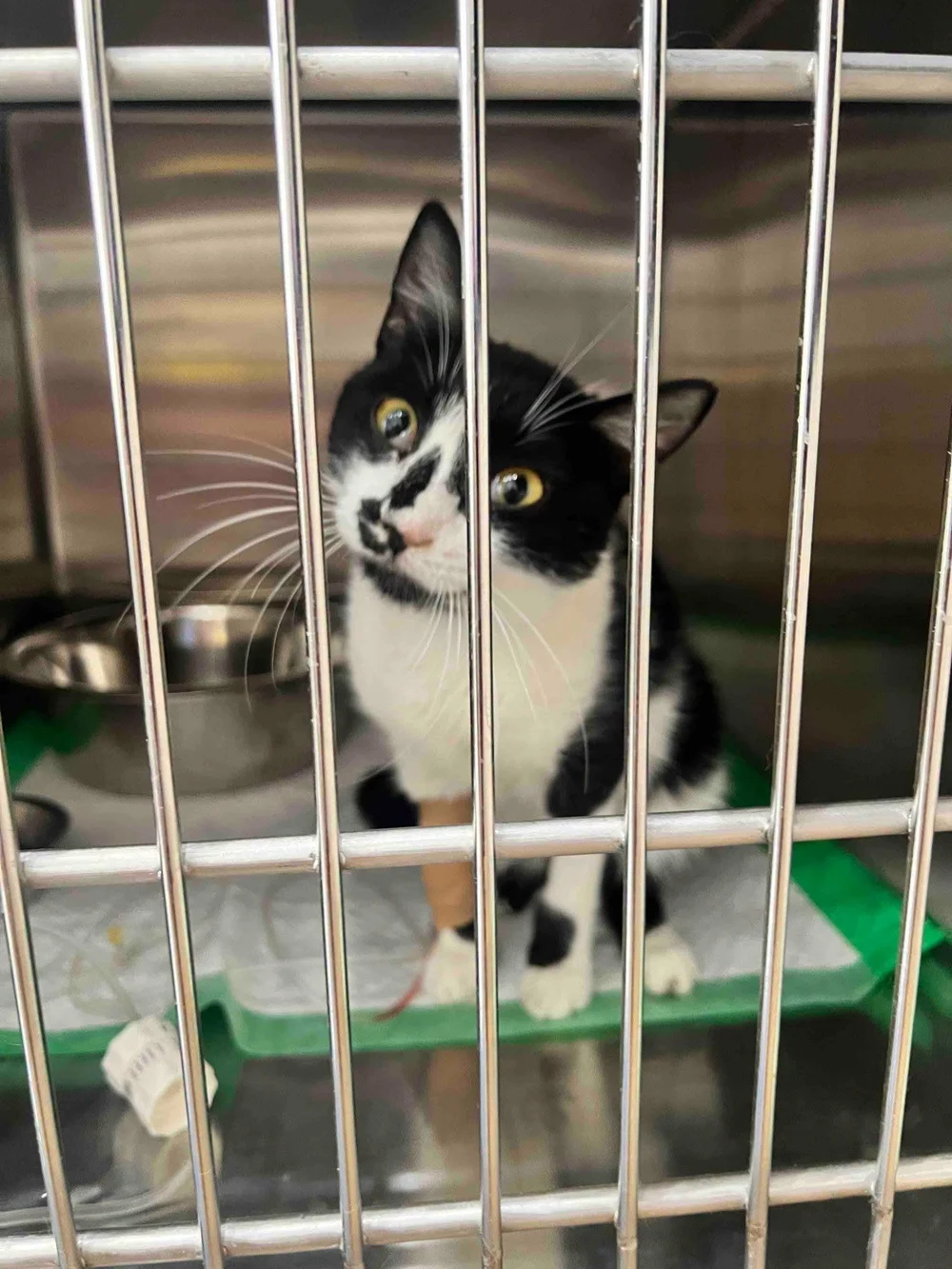 Ziggy recovering at the shelter