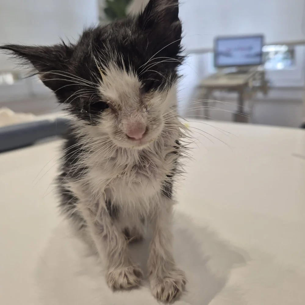 Amore, the little fighter