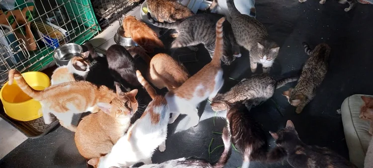 Grateful cats at the sanctuary