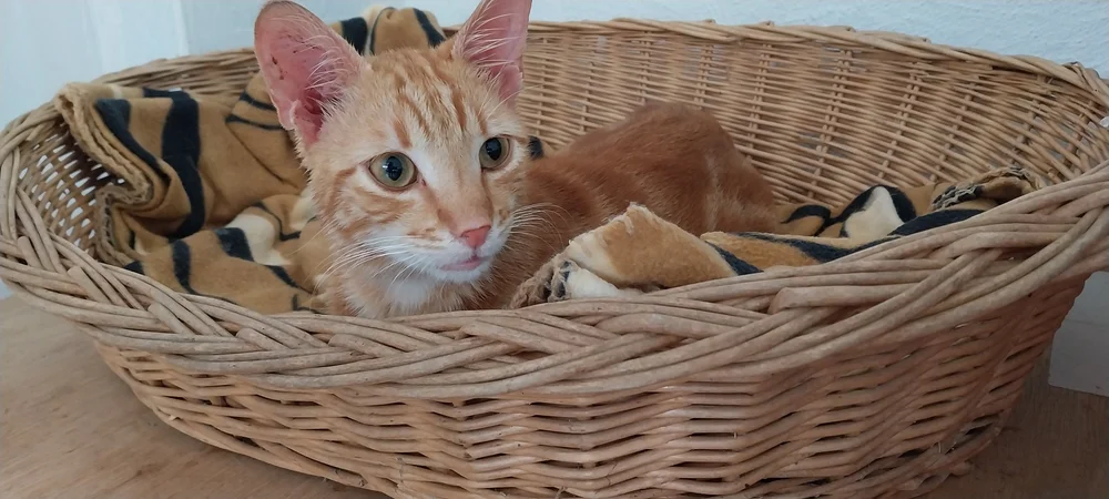 Taz relaxing in his basket