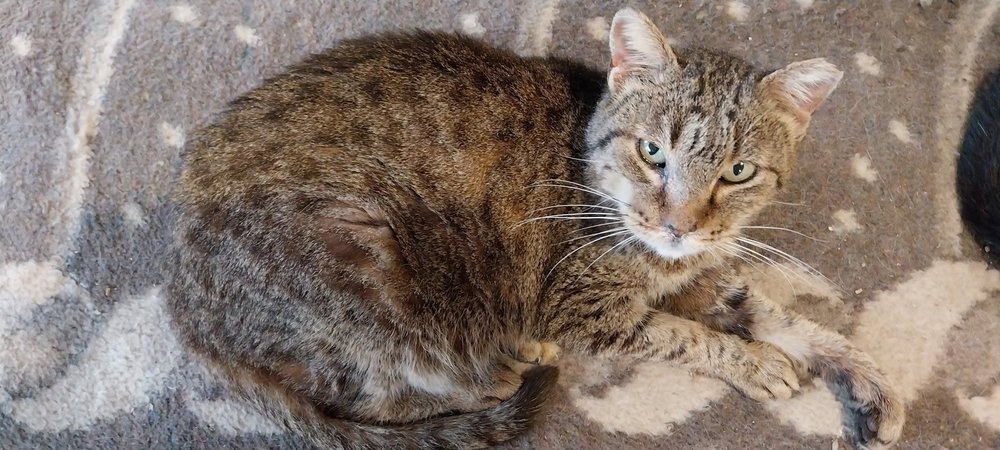 Thanasis recovering at the veterinary clinic