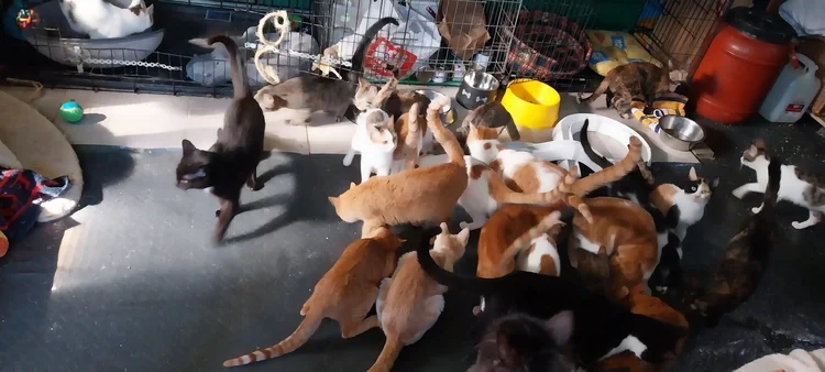 More cats enjoying breakfast