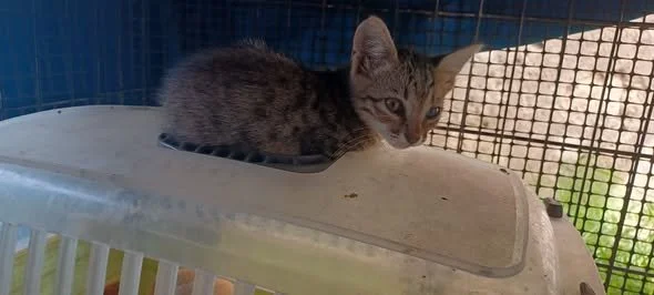 Mimi resting at the shelter