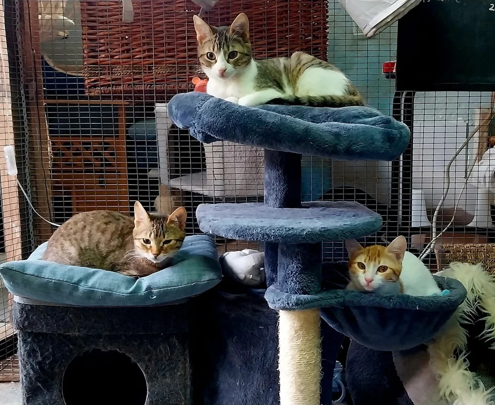 Theo, Floki & Ragnar found a home