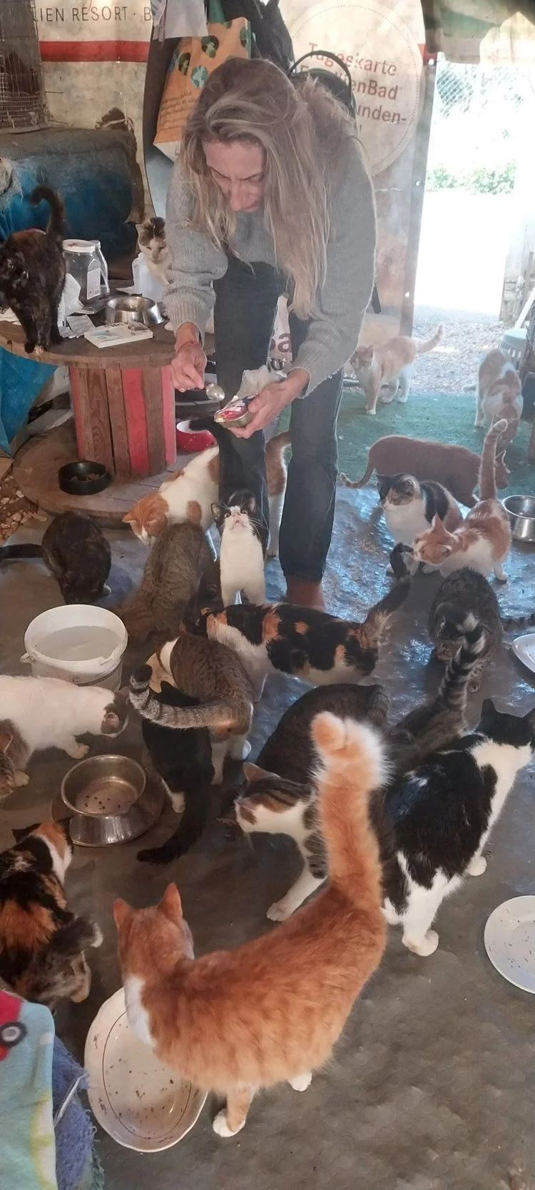 Cats at breakfast time