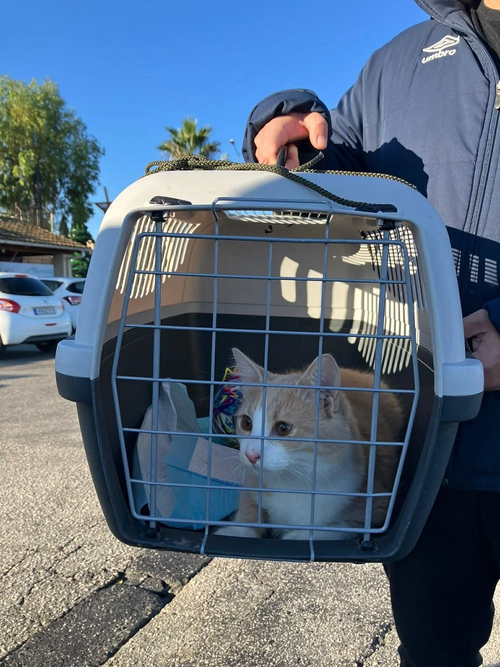 A rescued cat ready to travel in a carrier