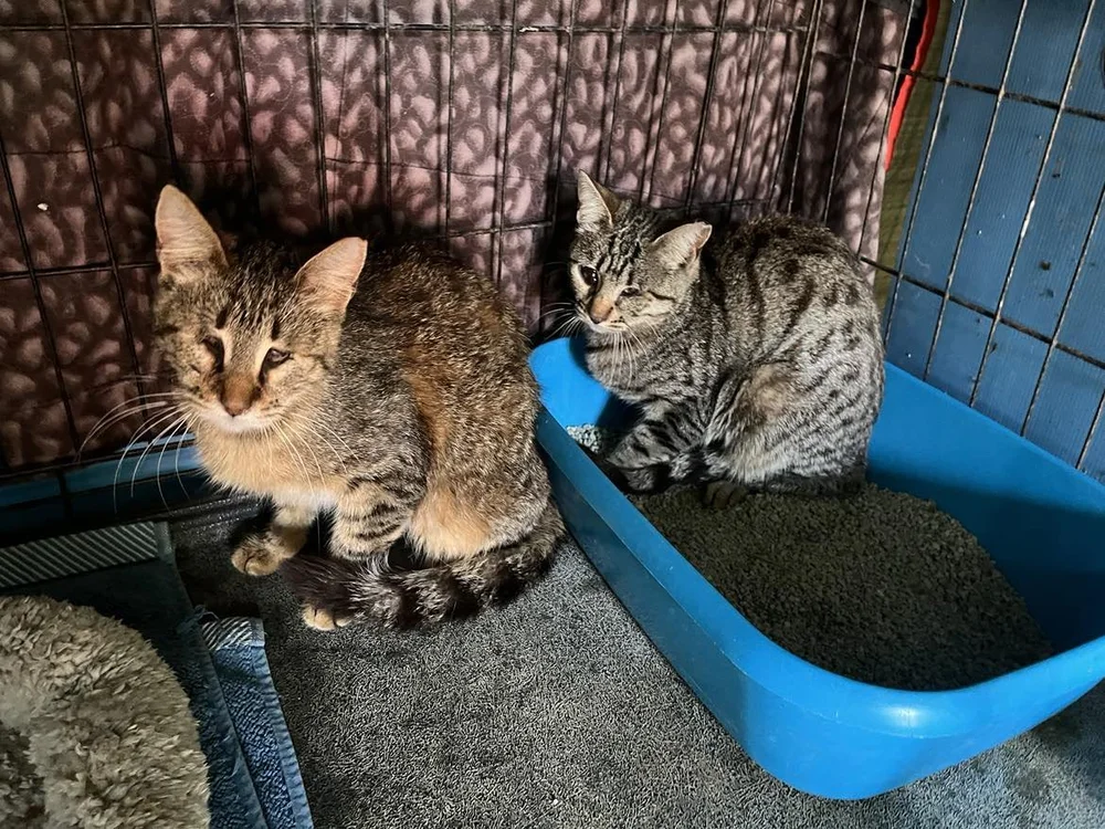 Candy and Gypsy safe at the shelter