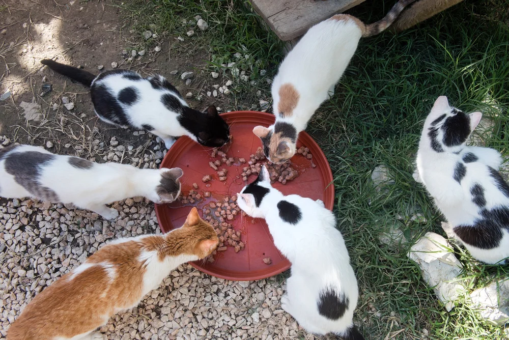 Cats being cared for at our Corfu sanctuary