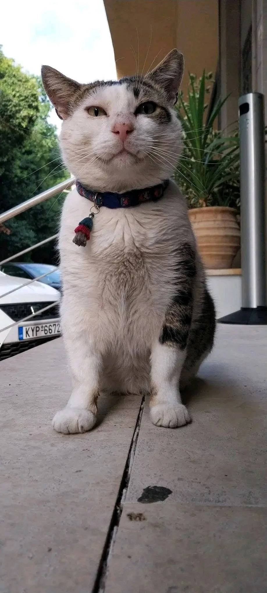 Lazarus — the beloved former Hotel Arion mascot