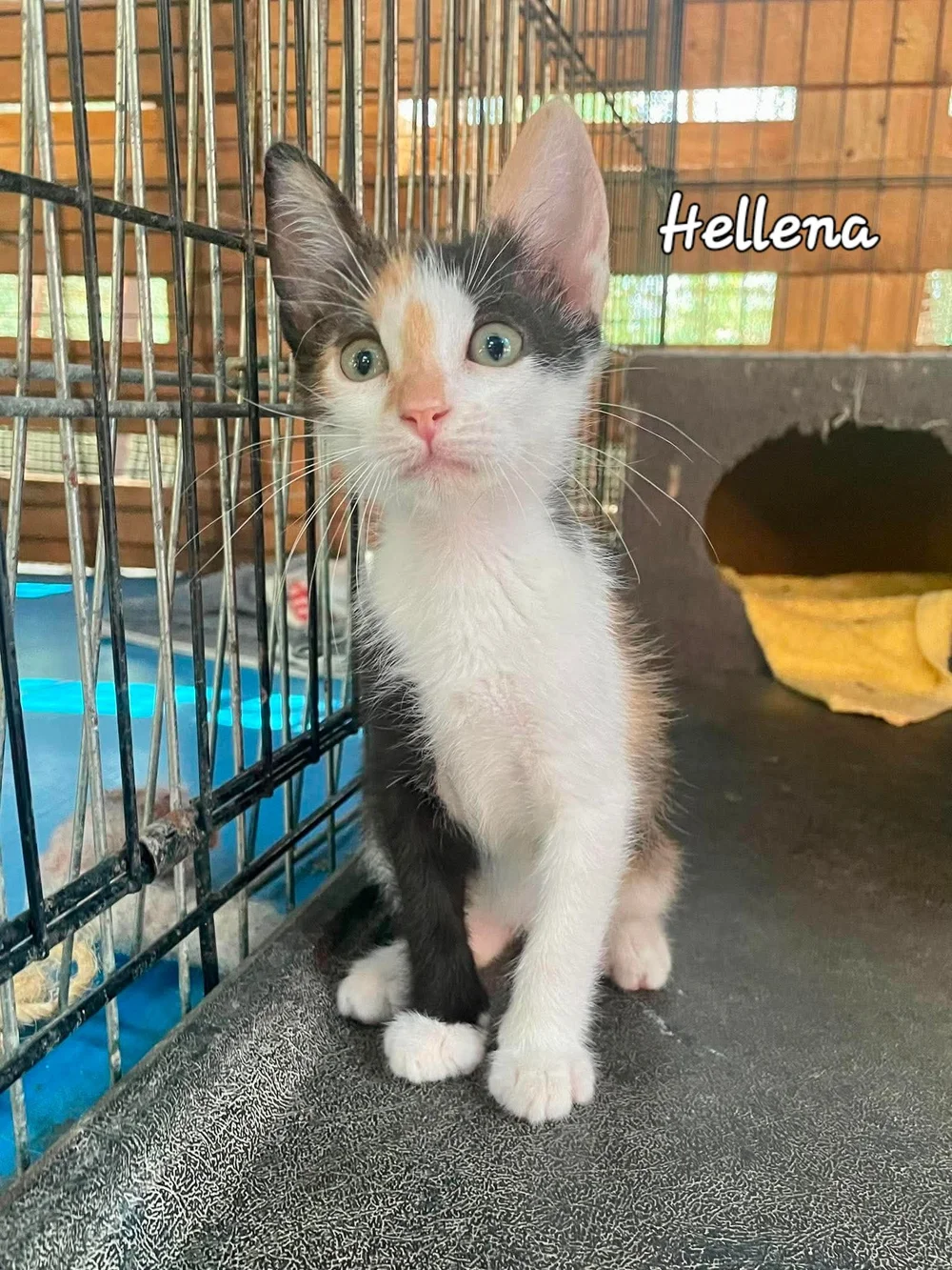 Hellena, a calico kitten with striking markings