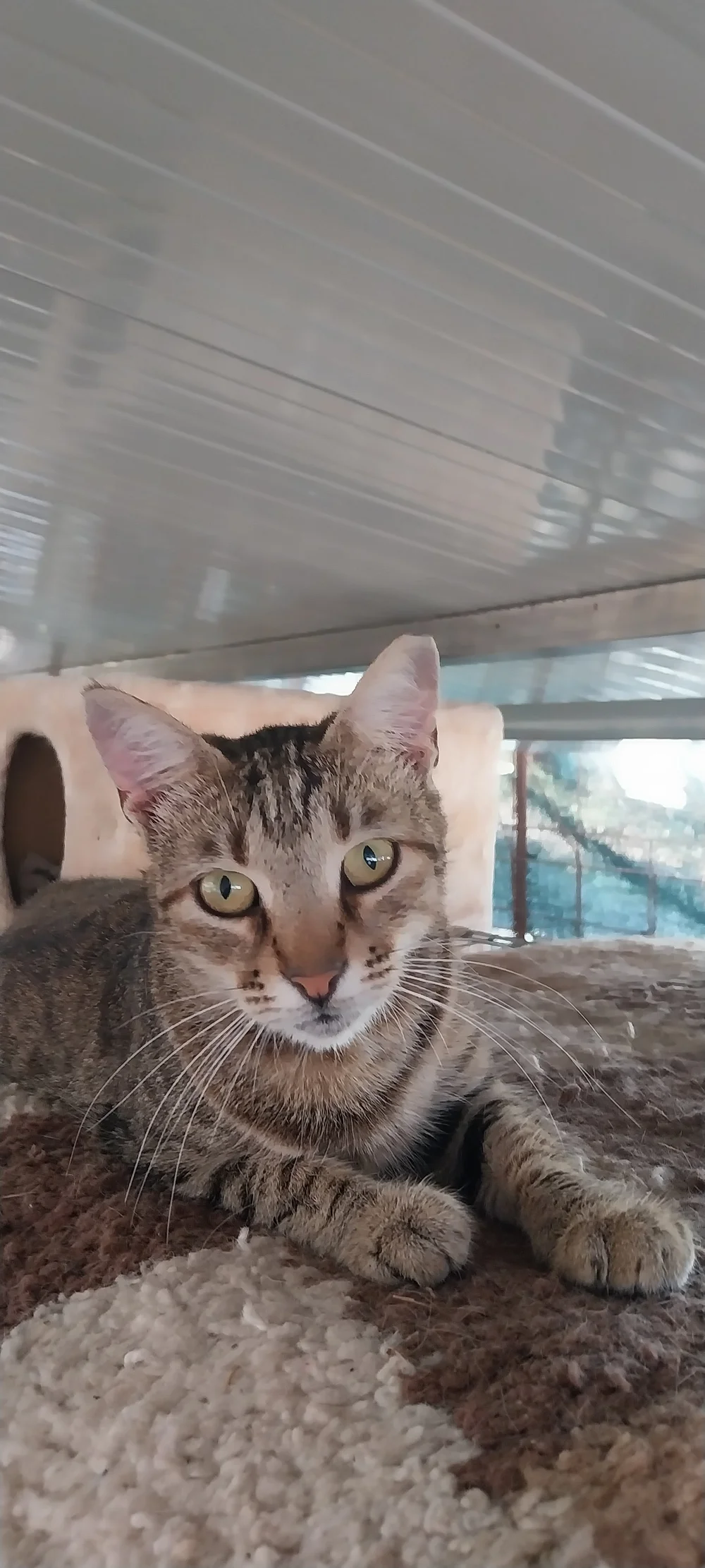 Mimi, our gentle girl