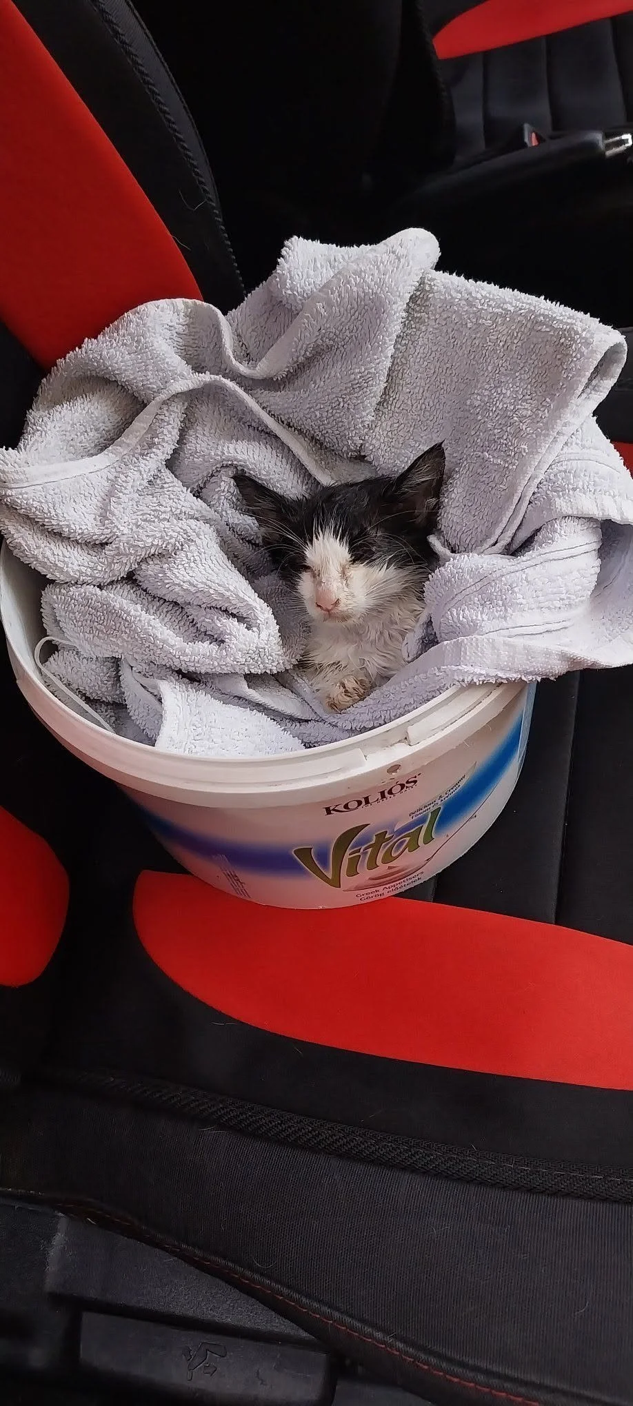 Amore travelling back from the clinic