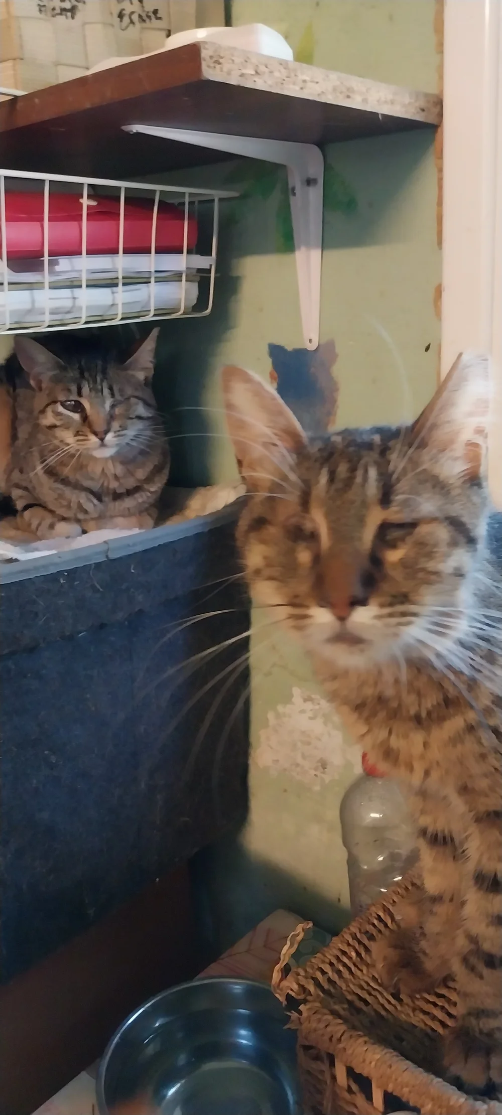 Candy and Gypsy together