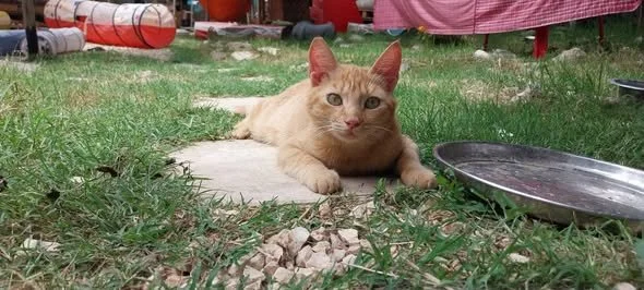 Razin