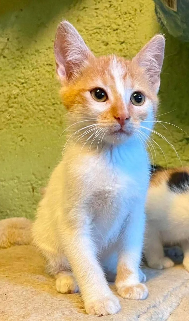 Lila, a sweet ginger-and-white kitten