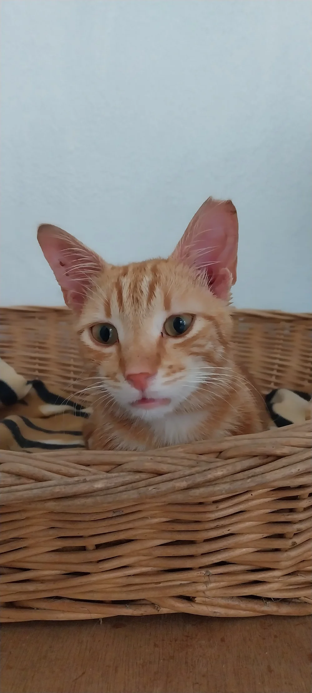 Taz, ginger tabby rescue cat