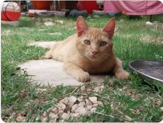 Chico, Razin & Agapi found a home