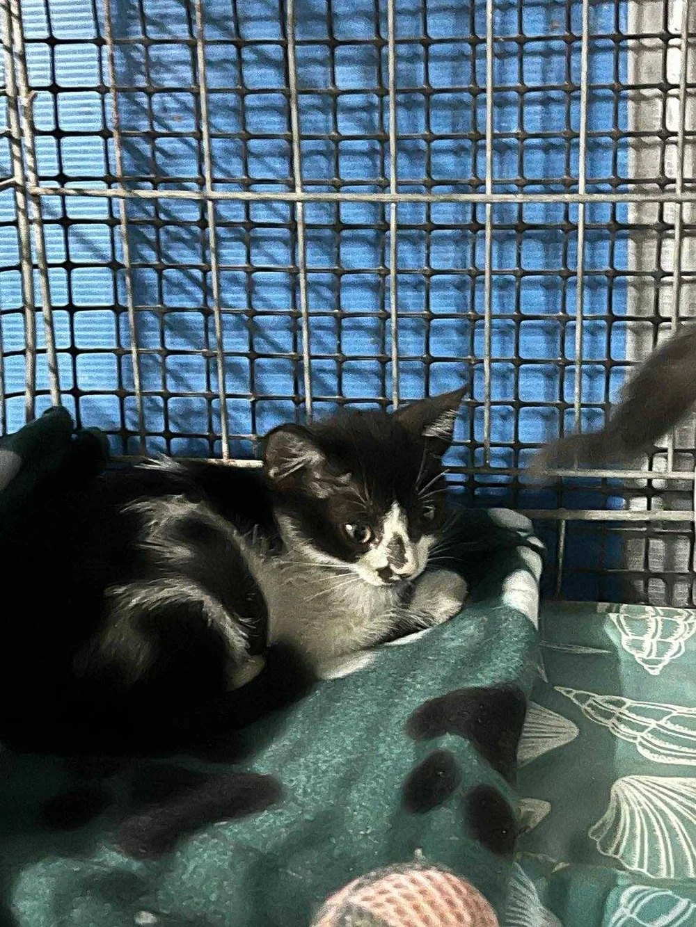 Ziggy, black-and-white rescue cat on Corfu