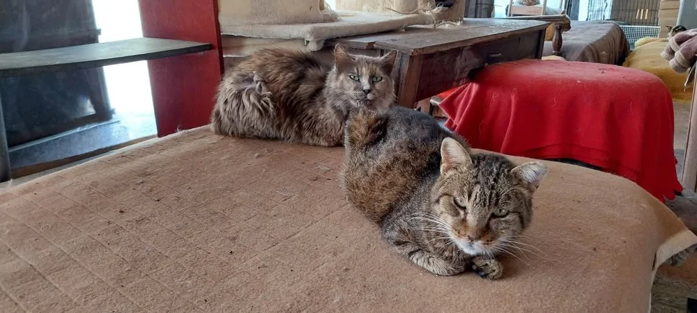 Thanasis resting with a shelter friend