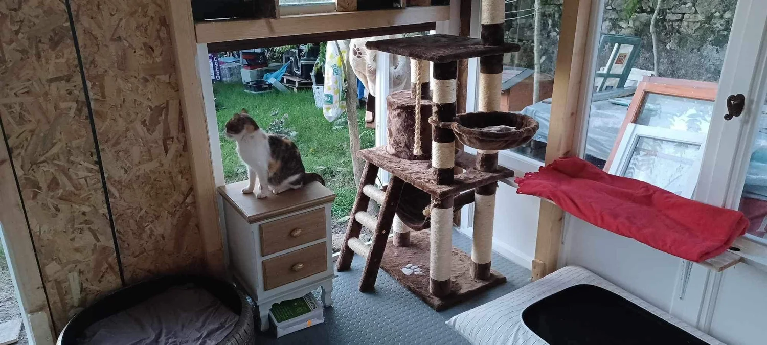Cats being cared for at our Corfu sanctuary