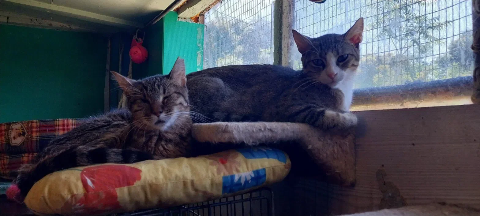 Two tabby cats resting on a shelf in the shelter, sunlight through the window