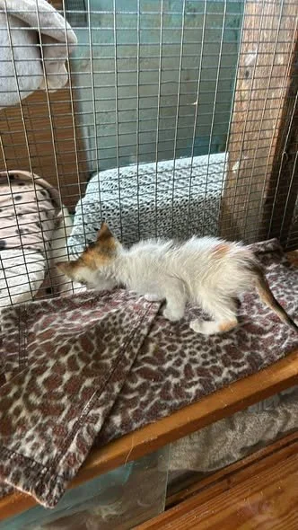 Jan in her first days at the shelter