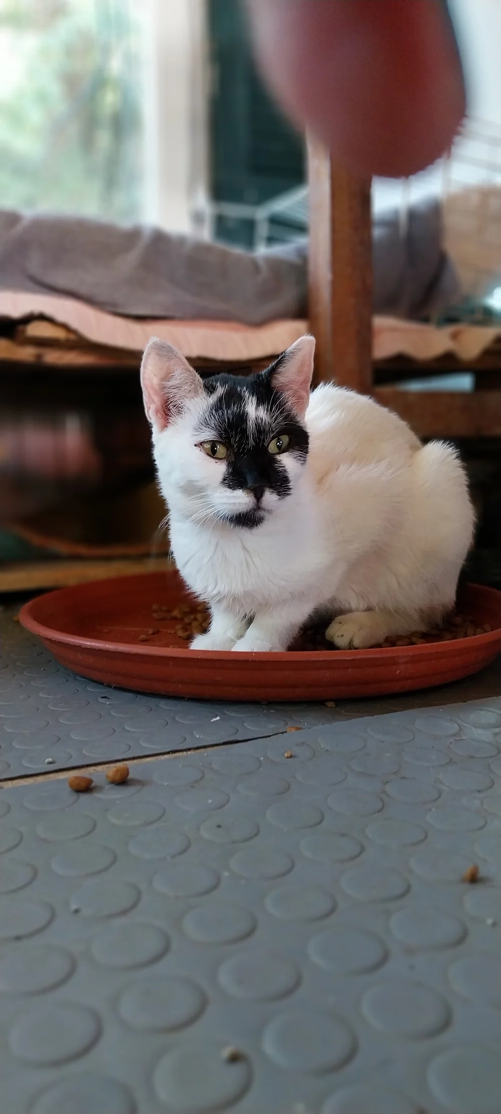 Babe sitting right in the food tray