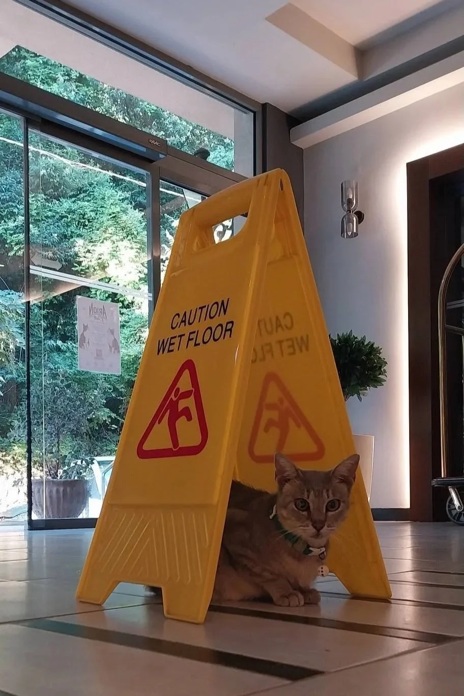 Curious grey hotel cat in the Hotel Arion lobby