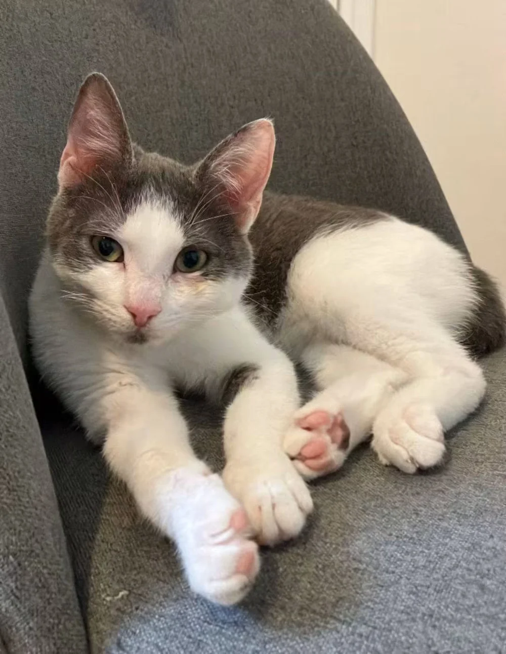 Smol