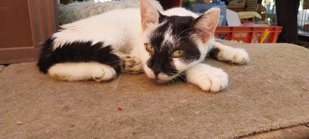 Babe, relaxed and content