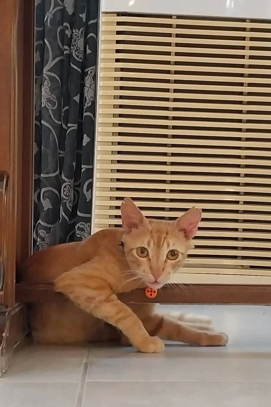 Two resident hotel cats by the Hotel Arion lounge