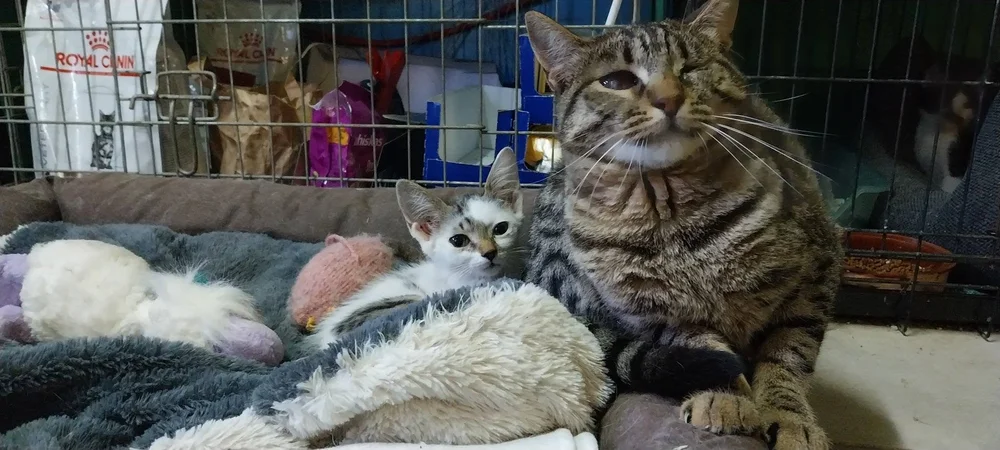 Gypsy with a rescued kitten
