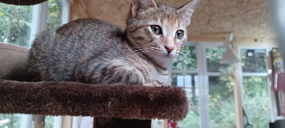 Mimi, a beautiful young tabby