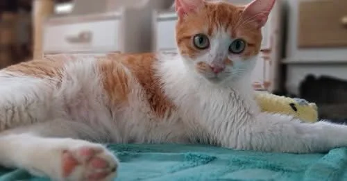 Jana in her cage at the clinic