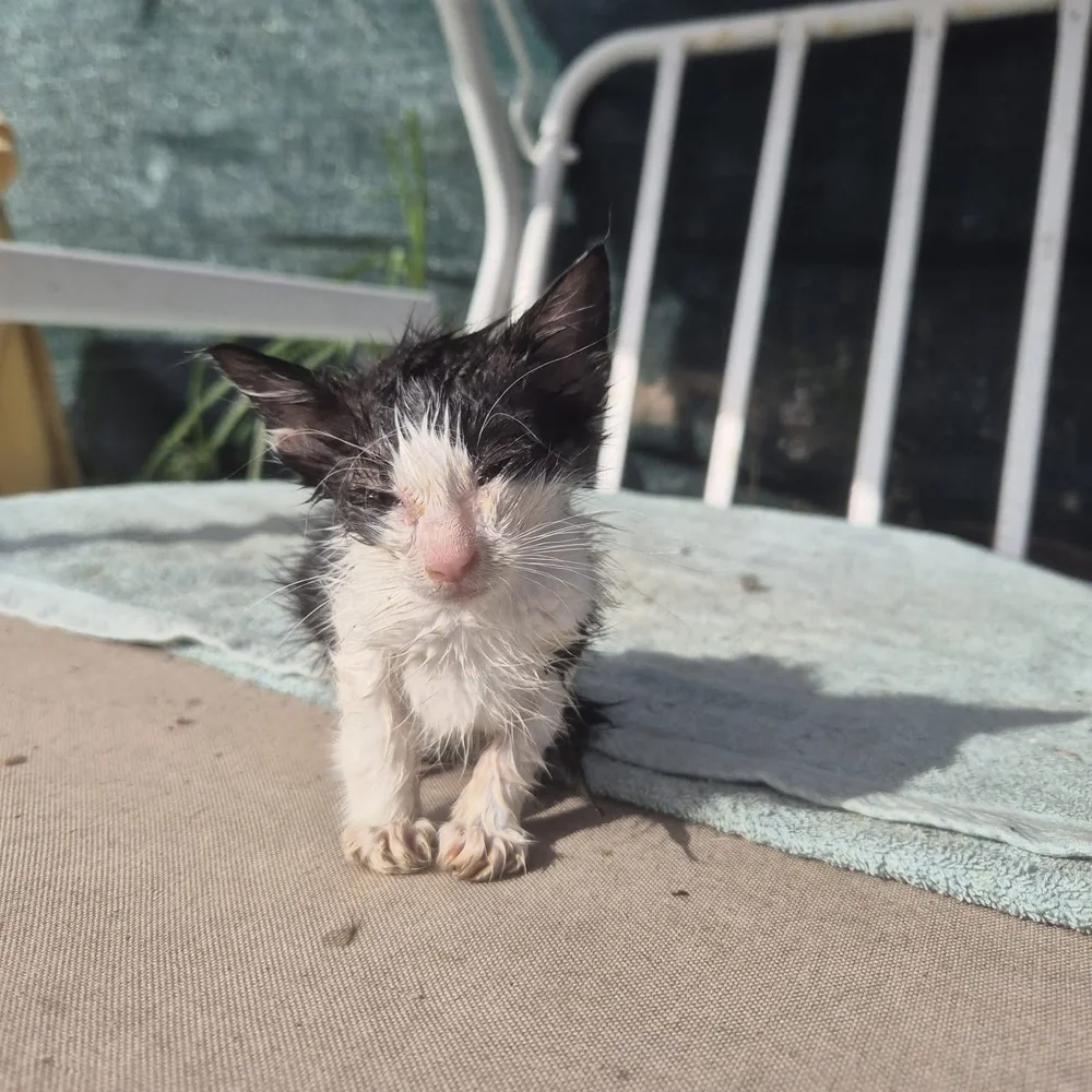 Amore just after rescue