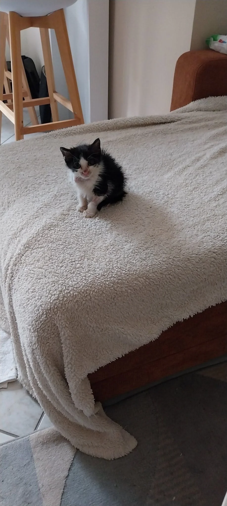Amore as a tiny kitten on a bed