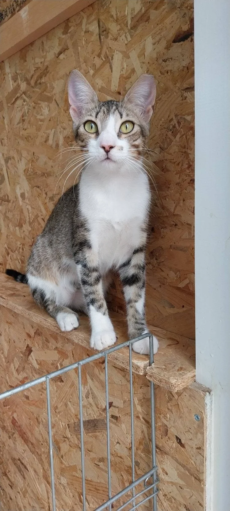 Chico