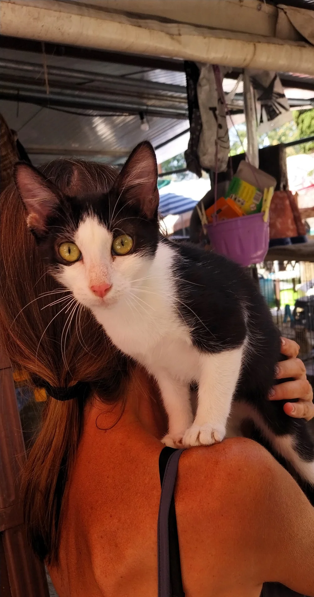 Amore on a shoulder