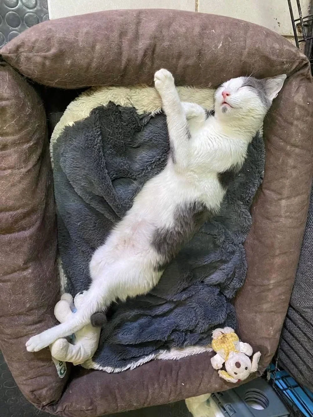 Smol
